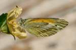 Dainty Sulphur Butterfly