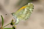 Dainty Sulphur Butterfly