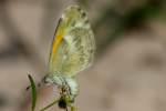 Dainty Sulphur Butterfly