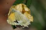 Dainty Sulphur Butterfly