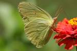 Cloudless Sulphur Butterfly