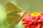 Cloudless Sulphur Butterfly