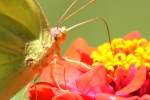 Cloudless Sulphur Butterfly