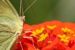 Cloudless Sulphur Butterfly