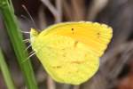 Sleepy Orange Butterfly