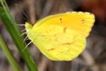 Sleepy Orange Butterfly