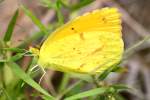 Sleepy Orange Butterfly