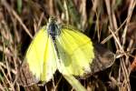 Sleepy Orange Butterfly