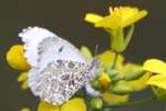 Falcate Orangetip Butterfly