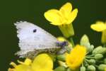 Falcate Orangetip Butterfly