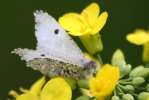 Falcate Orangetip Butterfly