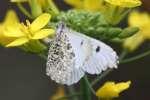 Falcate Orangetip Butterflys