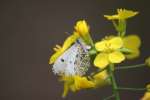 Falcate Orangetip Butterfly