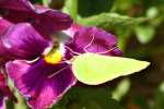 Cloudless Sulphur Butterfly