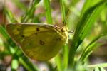 Orange Sulphur Butterfly