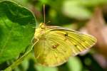 Orange Sulphur Butterfly