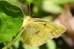 Orange Sulphur Butterfly