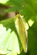 Orange Sulphur Butterfly