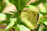 Orange Sulphur Butterfly