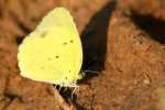 Little Yellow Butterfly