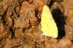 Little Yellow Butterfly