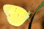 Little Yellow Butterfly