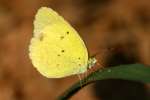 Little Yellow Butterfly