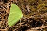 Cloudless Sulphur Butterfly