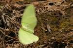 Cloudless Sulphur Butterfly