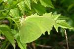 Cloudless Sulphur Butterfly