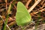 Lyside Sulphur Butterfly