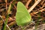 Cloudless Sulphur Butterfly