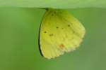 Little Yellow Butterfly