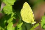 Little Yellow Butterfly