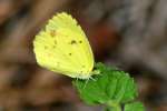 Little Yellow Butterfly
