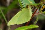 Cloudless Sulphur Butterfly