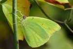 Cloudless Sulphur Butterfly