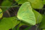 Cloudless Sulphur Butterfly