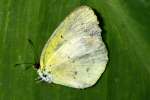 Little Yellow Butterfly