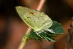 Little Yellow Butterfly