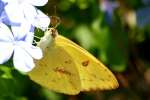 Cloudless Sulphur Butterfly