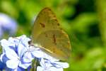 Cloudless Sulphur Butterfly