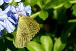 Cloudless Sulphur Butterfly