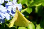 Cloudless Sulphur Butterfly