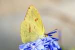 Cloudless Sulphur Butterfly