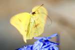 Cloudless Sulphur Butterfly