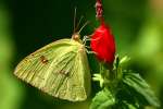 Cloudless Sulphur Butterfly