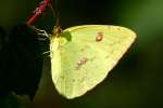 Cloudless Sulphur Butterfly