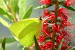 Cloudless Sulphur Butterfly