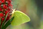 Cloudless Sulphur Butterfly